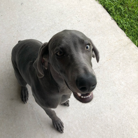 blueweimaraner